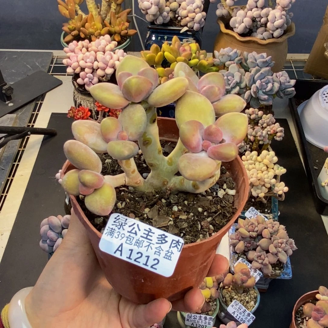 212芒果奶kk奶多肉8c m