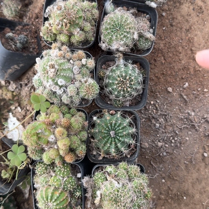 304丽花根带盆发货有斑，20包邮