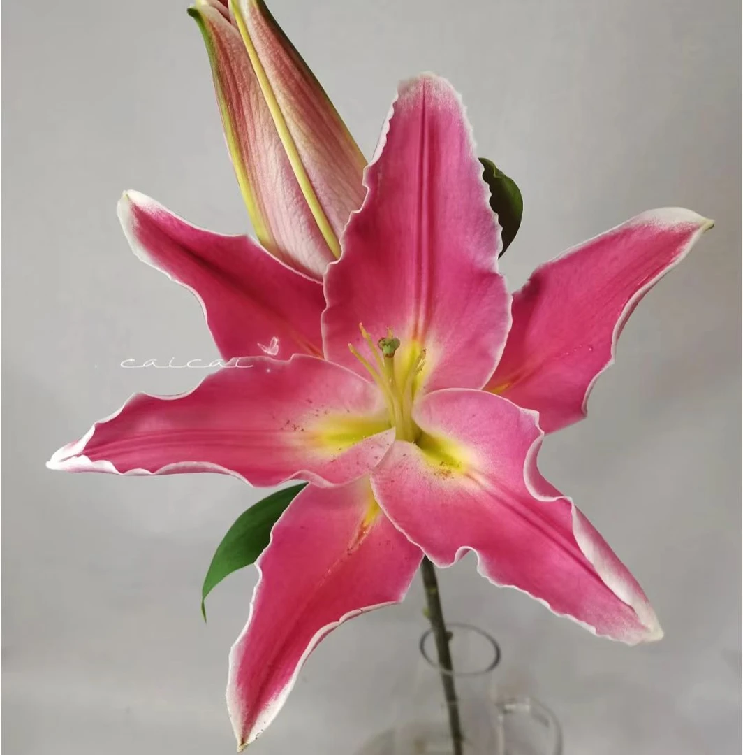 [小王]蜜桃香水百合--任意两单顺丰包邮