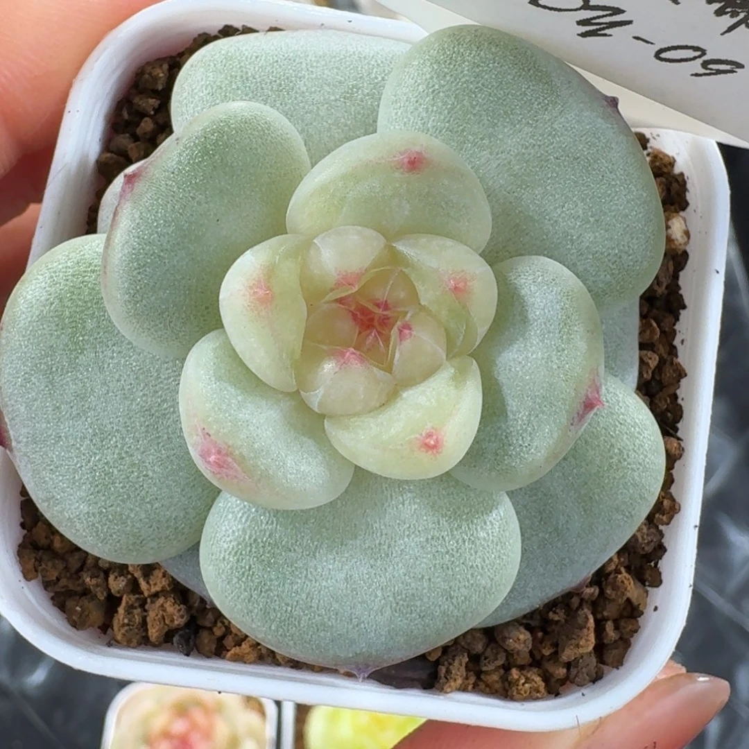 1204-9-芳草16单头