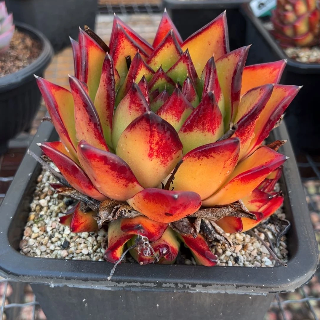 从前慢多肉精选编号0209.170