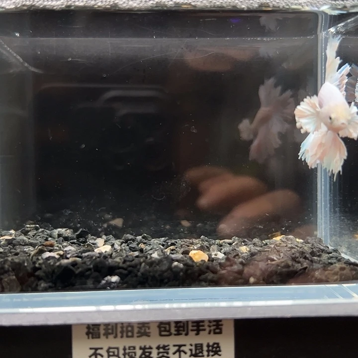 斗鱼竞拍跑单拉黑28日125