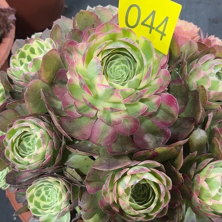 多肉植物海王044