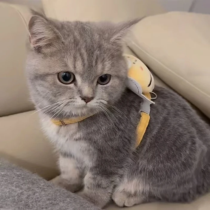 猫咪牵引绳防脱遛猫绳春夏外出胸背带可调节狗链可爱舒适宠物幼猫