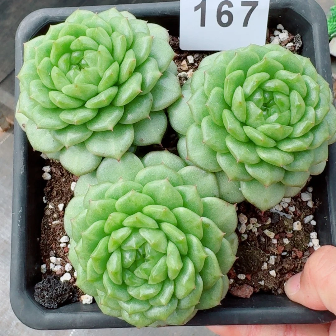 灯泡         上新多肉植物