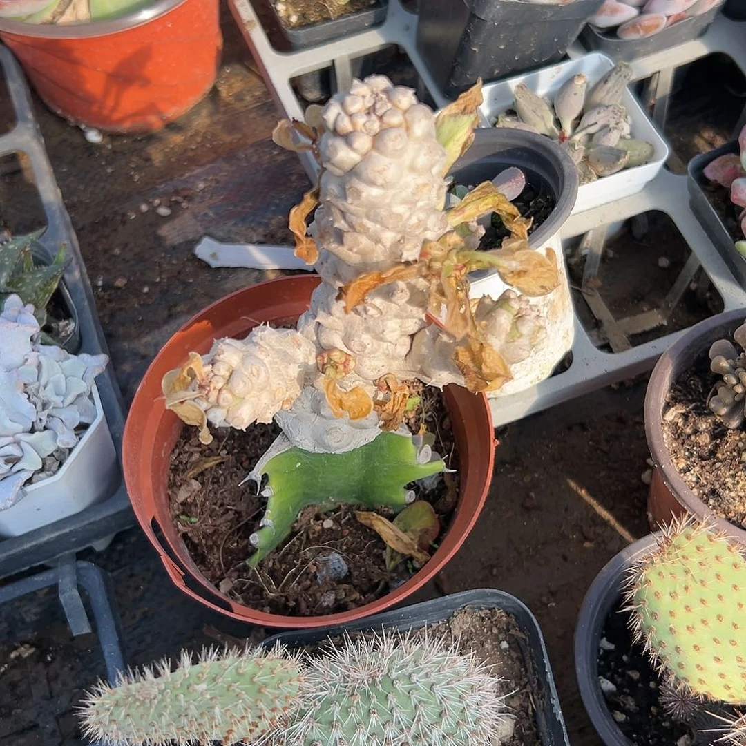 多肉植物多肉植物