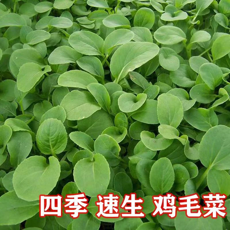 鸡毛菜种子 小青菜上海青小白菜小油菜种子四季耐寒播种蔬菜种子