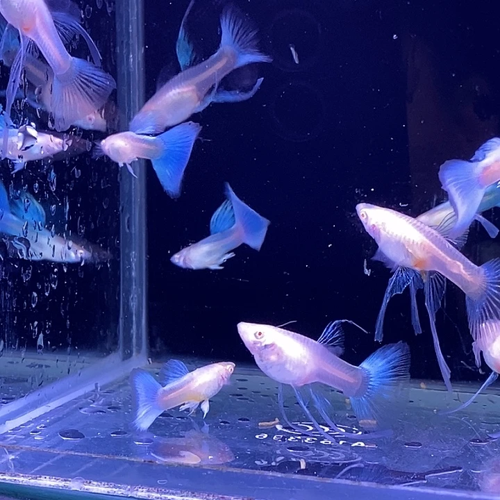 孔雀鱼小蓝白c10条包邮