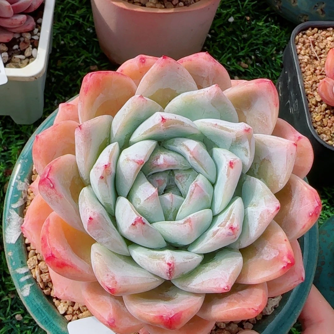 母本白泽珍妮，7546多肉植物