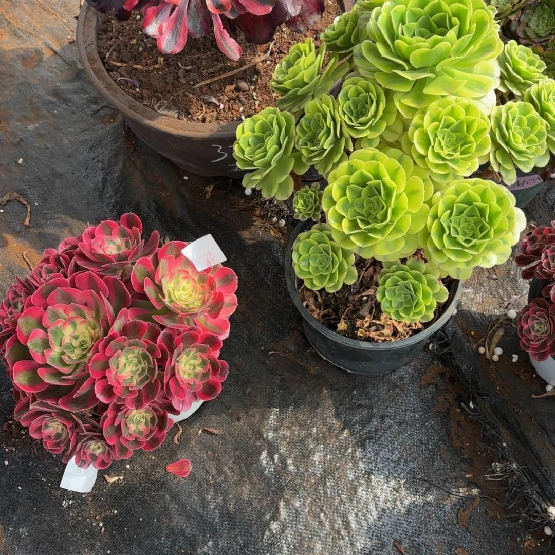 云南粉女郎，绿豆沙法师多肉28号