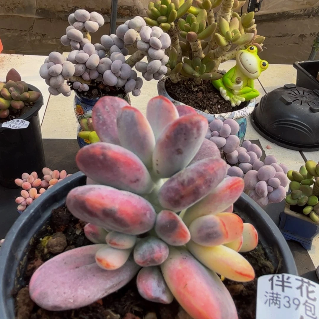 704/6cm乒乓福娘锦有砍