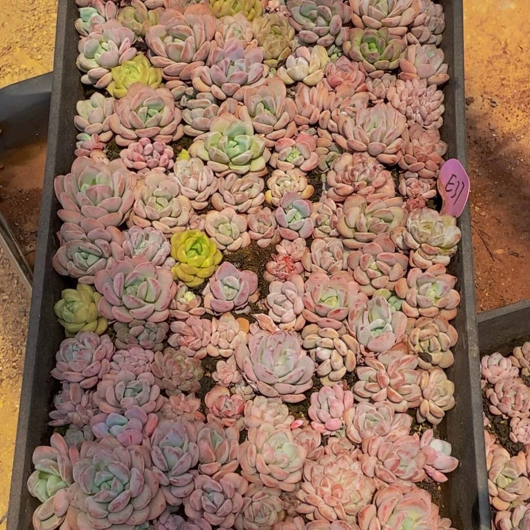 听*929多肉植物保护研究所所长的