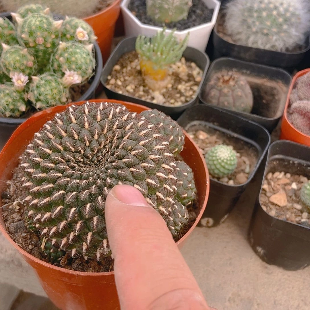 乌金丸一物一拍，