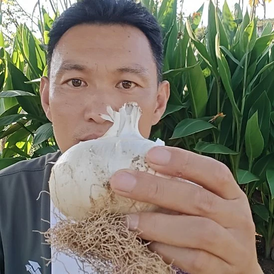 当前无花栽培后可以开花大花葱大使种球