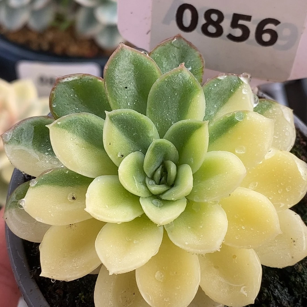 856阴阳哈哈哈哈哈