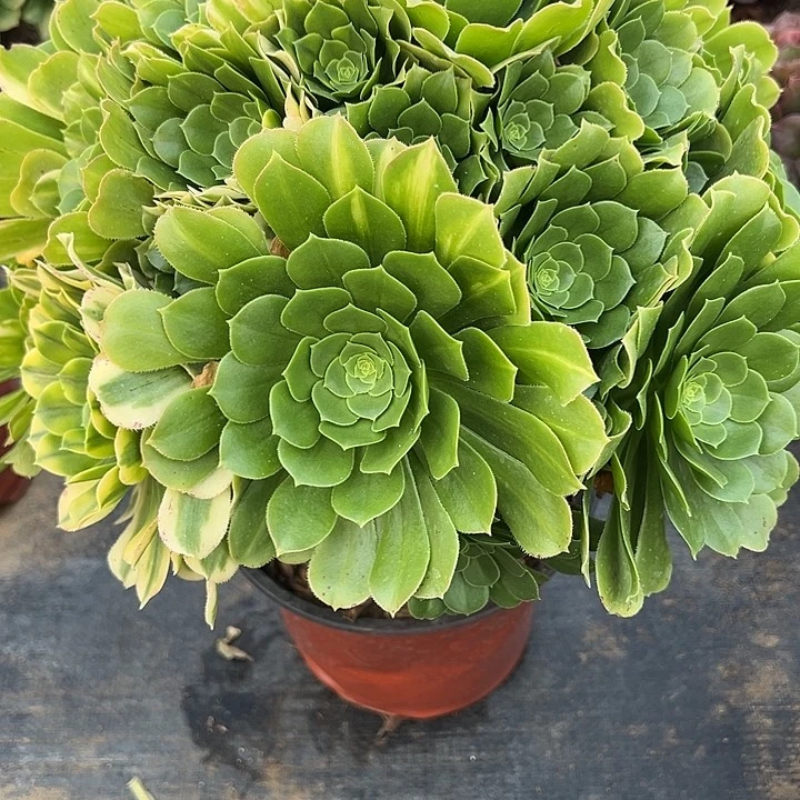 舞**心3.5-18绿杨蓉多肉