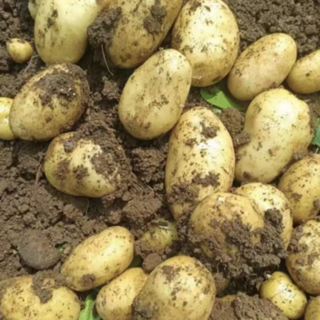 又沙又糯又粉，又面，开花的黄皮黄心新鲜土豆（鸡蛋鹅蛋大小）