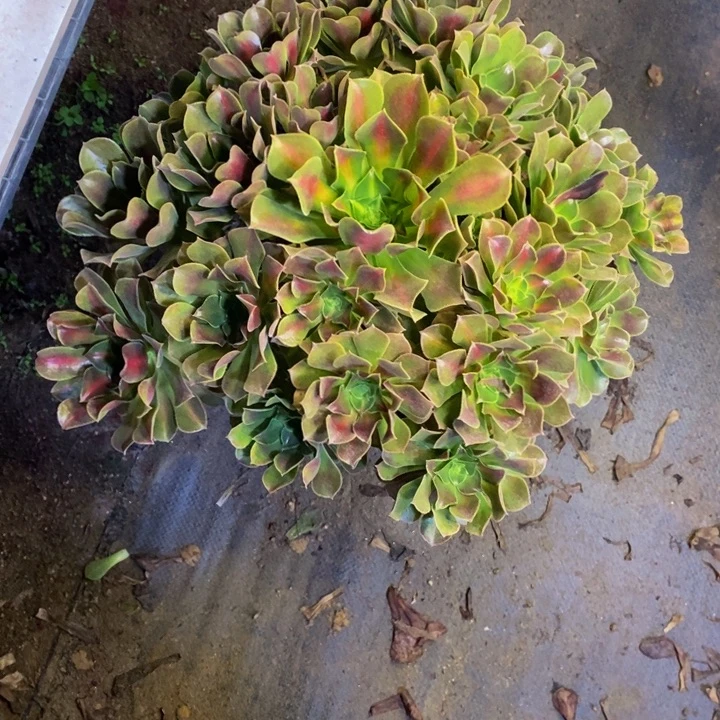 中班锦多肉断头不包0371