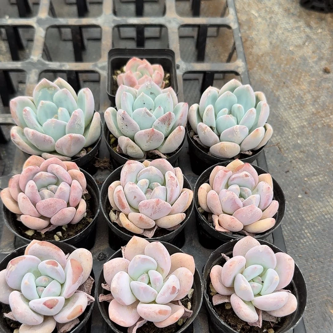 16-20多肉杂交美人组合十棵量拍左五