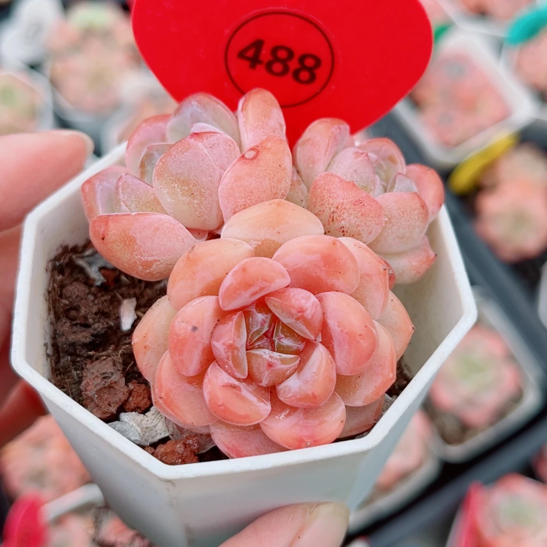 498号小老桩糖心群
