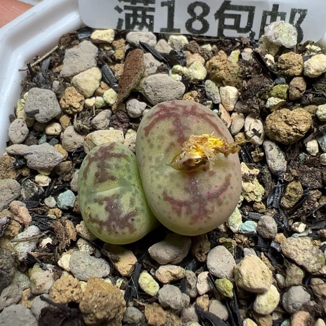 【闪购商品】 346。