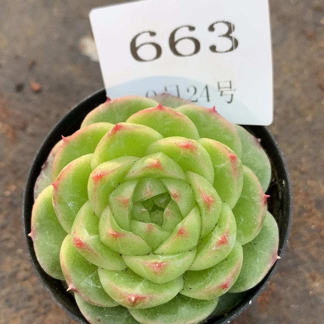 【闪购商品】云663号