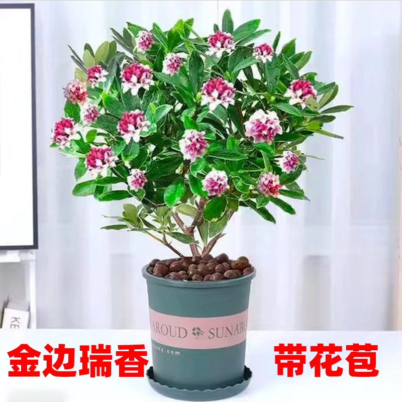 金边瑞香盆栽浓香型带花苞室内客厅观花植物耐寒花卉四季开花