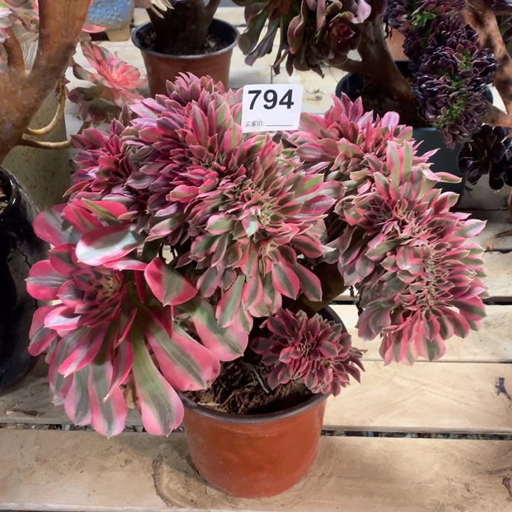 794粉女巫缀duoroudashia