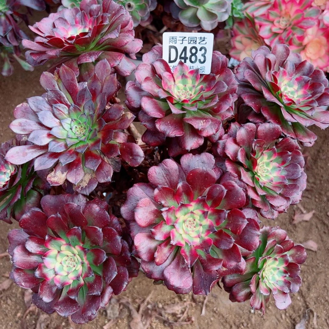 483美姬雨子多肉植物