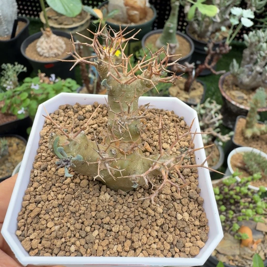 黑鬼殿303(脱土发)