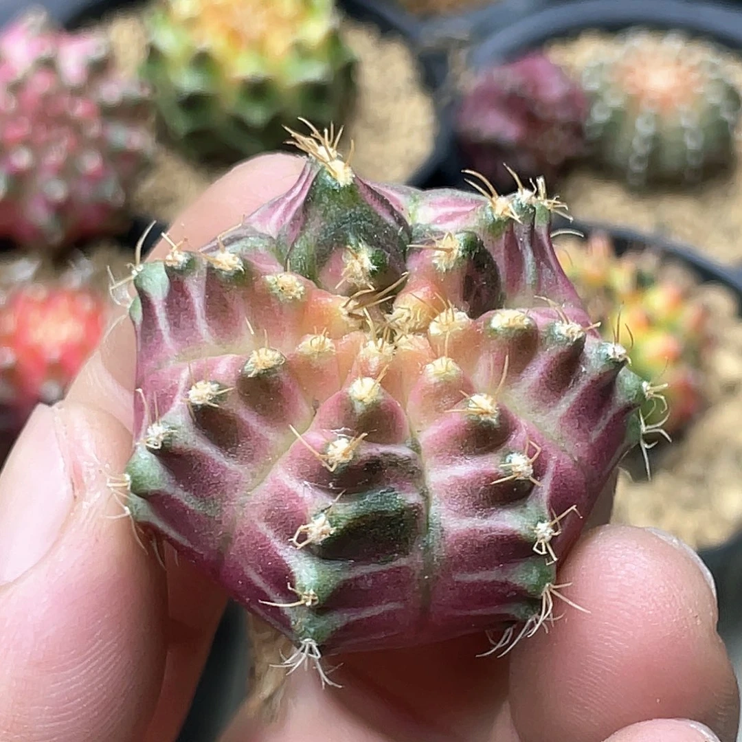 无花朵泰系实生根，轮回9