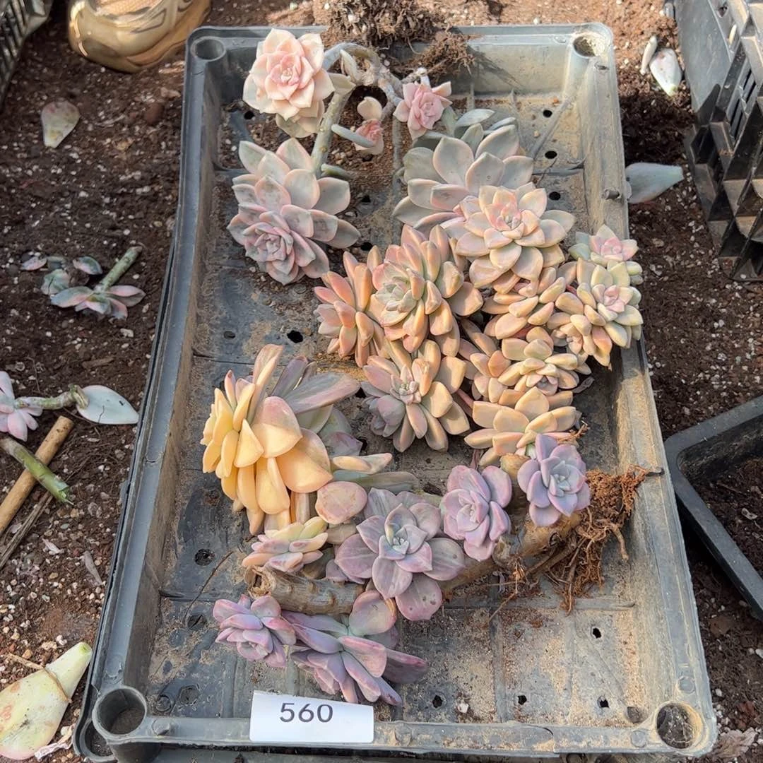 560多肉植物纤维维生素