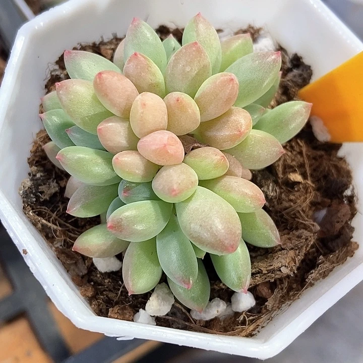 多肉植物萤火虫2112
