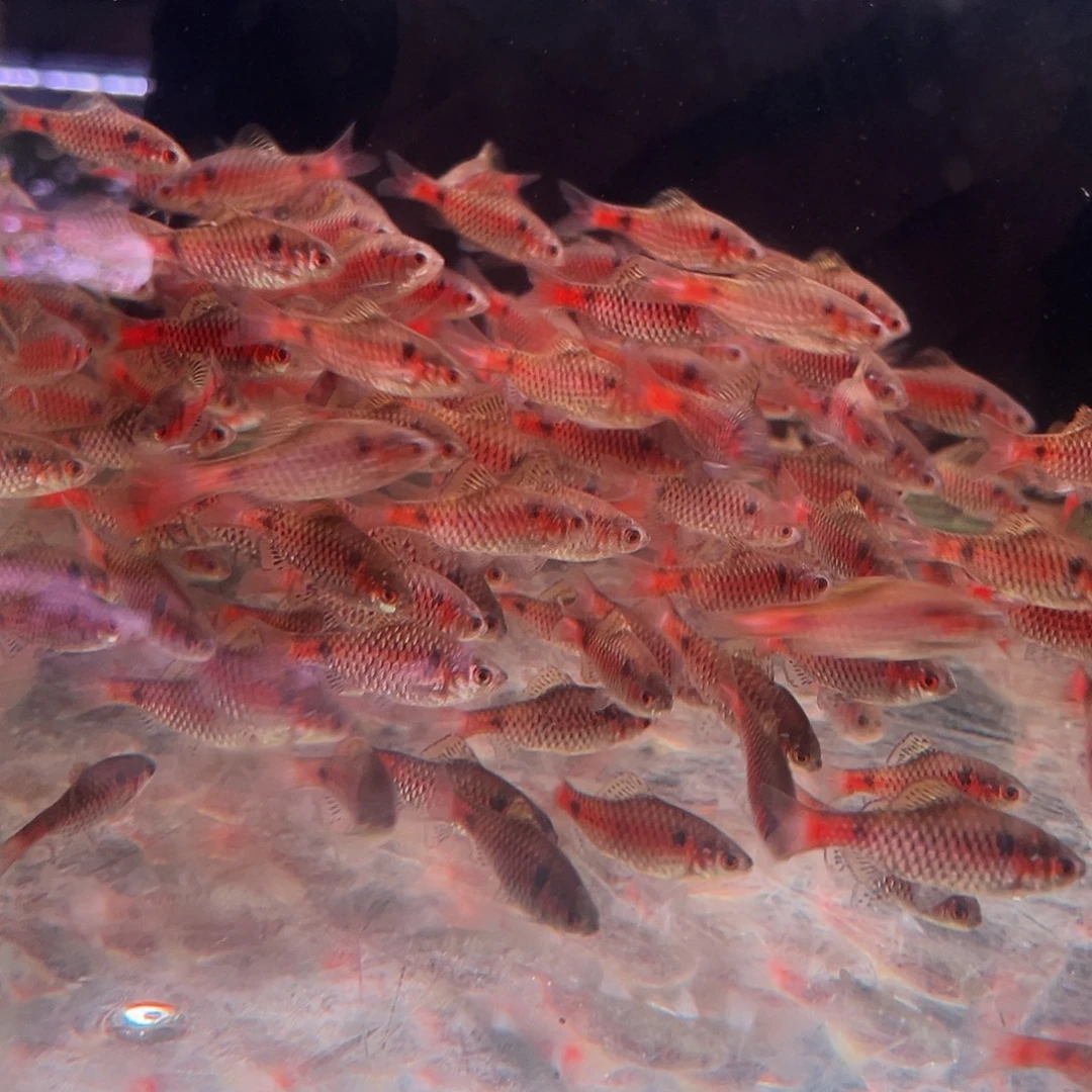 海水鱼4条+1条备损钻石彩虹鲫