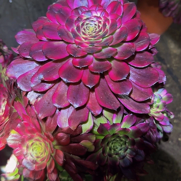 精品美姬老桩尾货清仓亏本福利