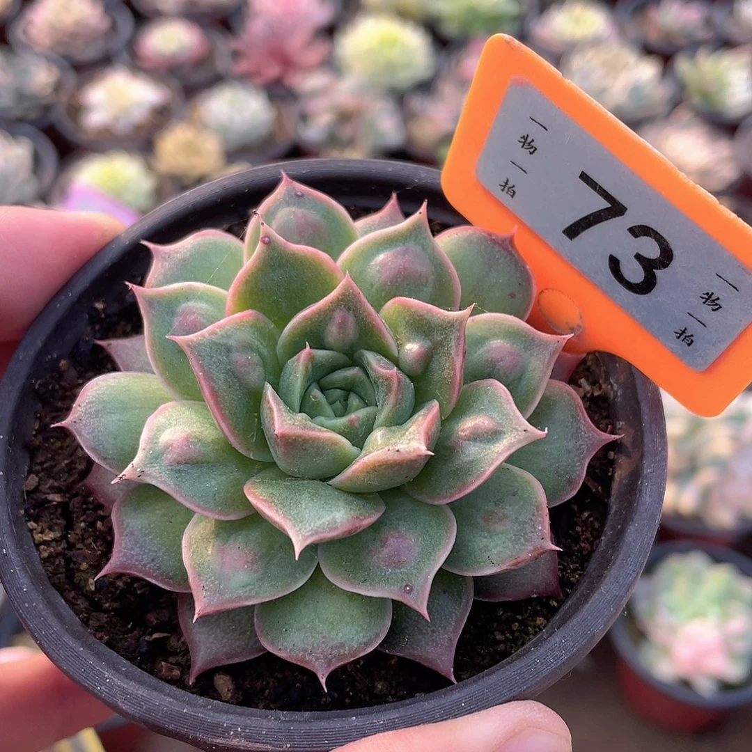 皮皮虾变异73号多肉