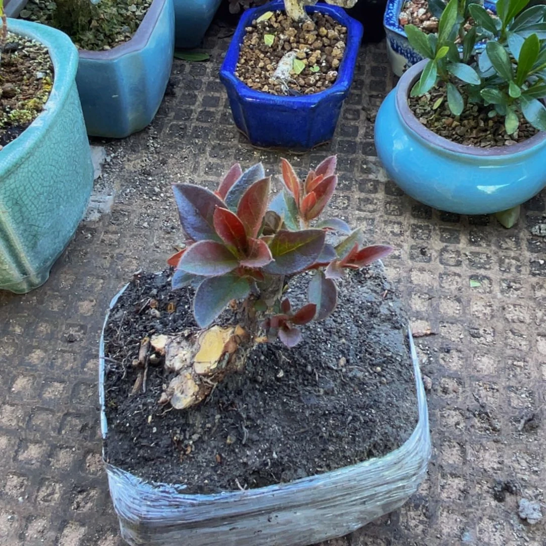 天***福当前无花朵，栽培后可花朵