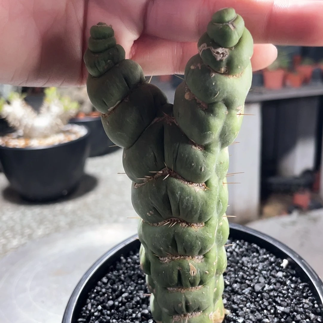 習*_6666666666666666666