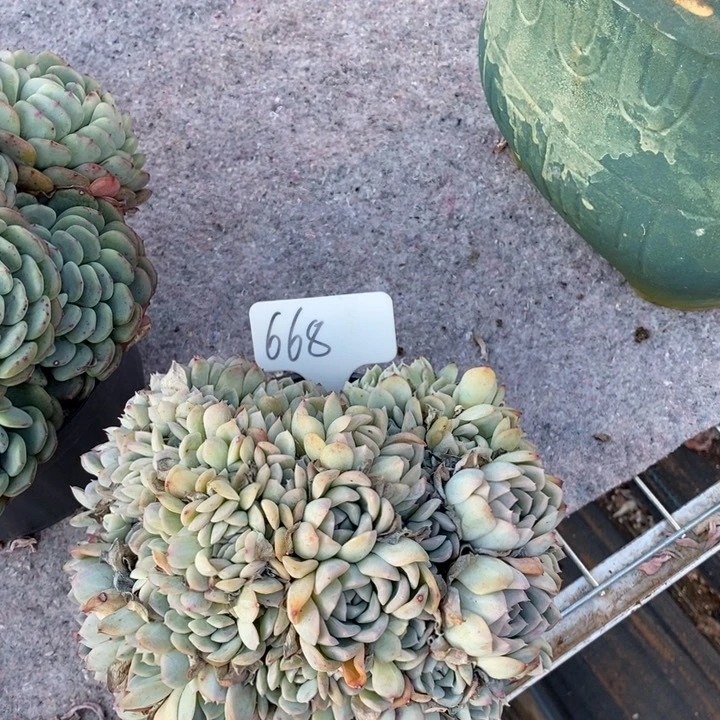 668莎莎女生肉肉肉肉肉