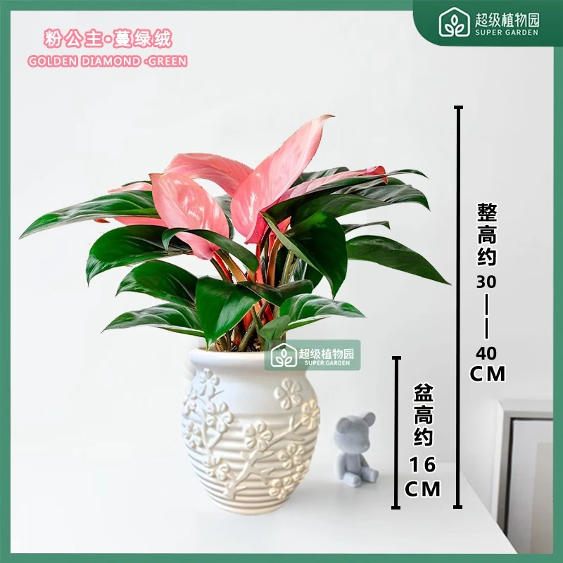 粉钻粉公主蔓绿绒室内观叶盆栽客厅净化空气好养活绿植