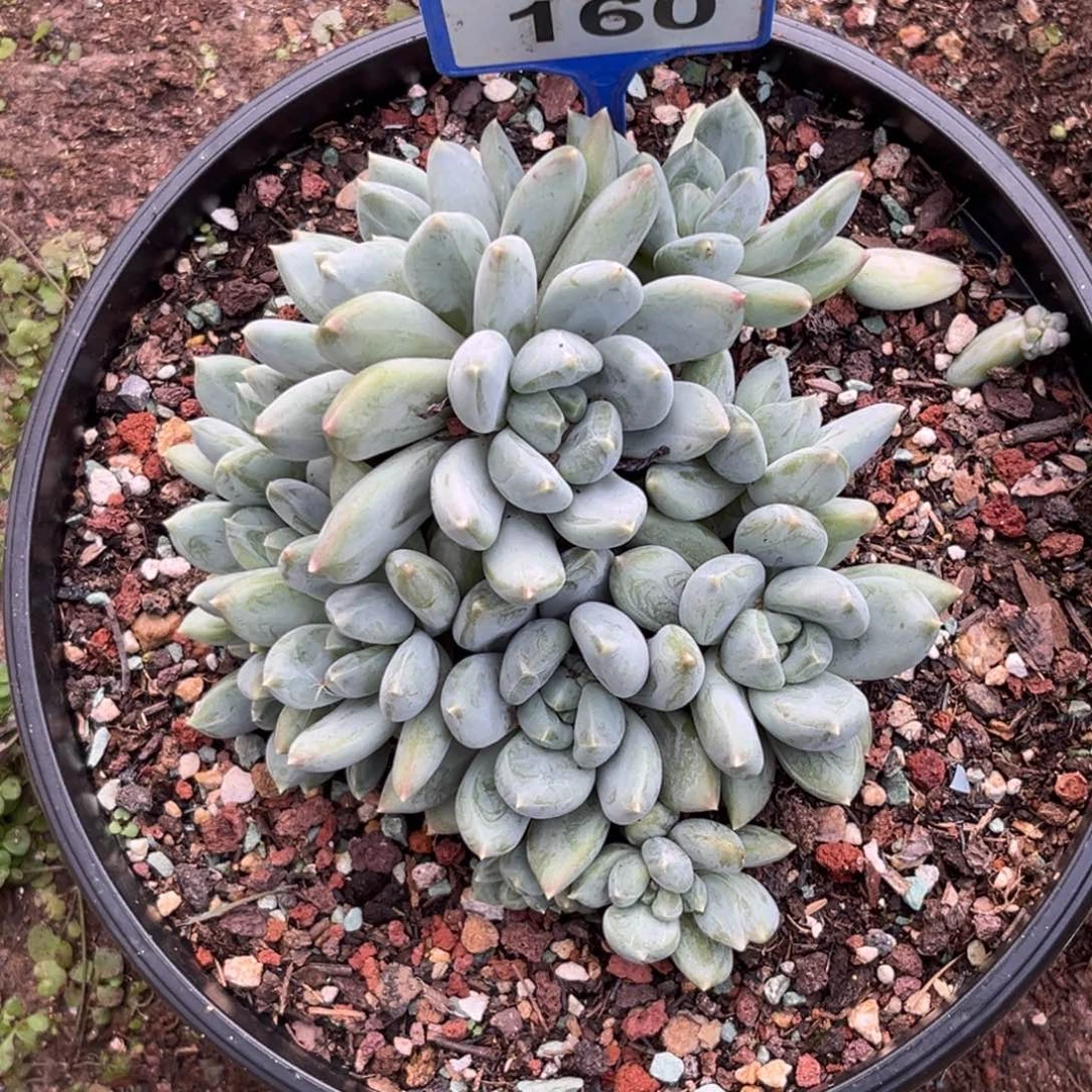 多肉植物伊丽莎白sp160