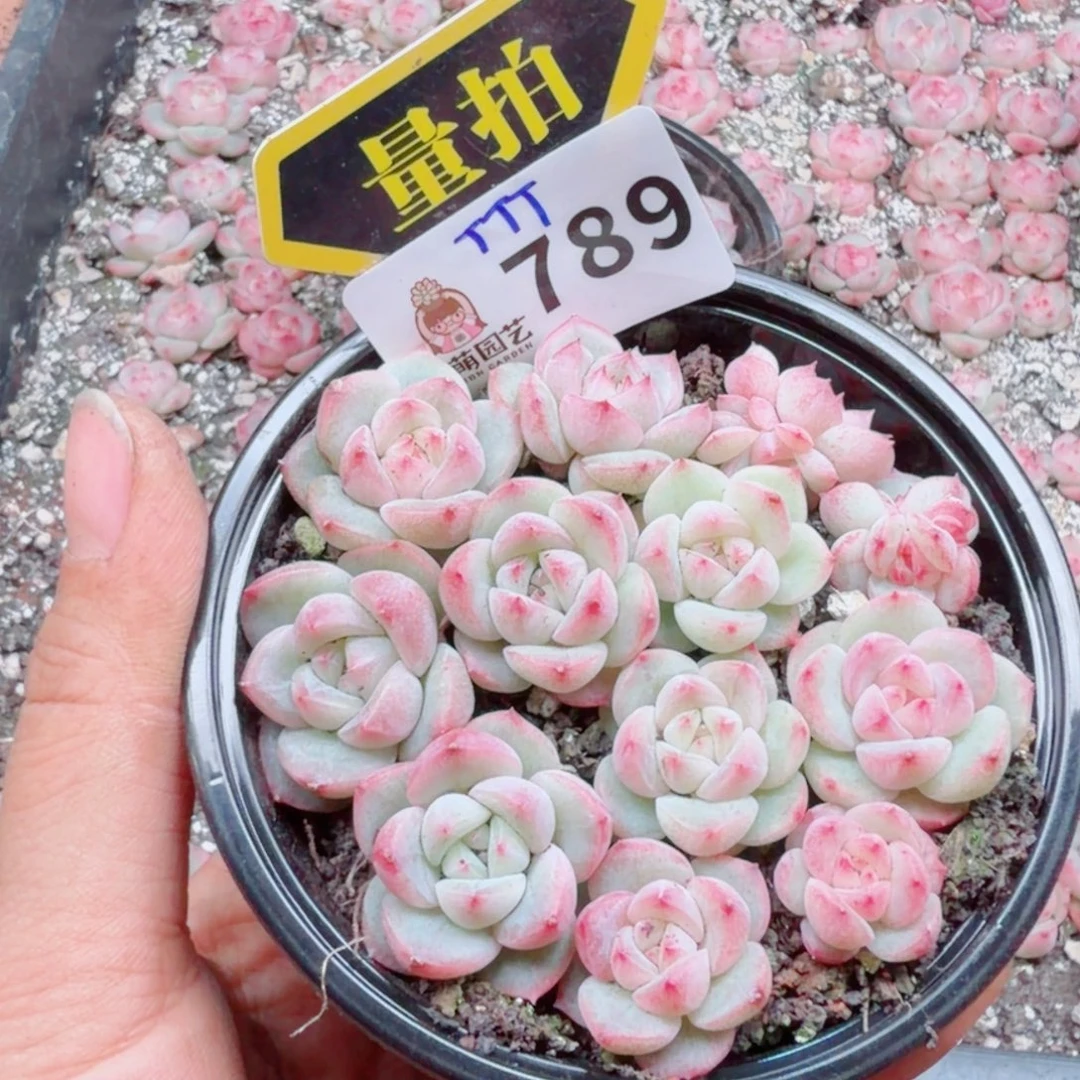 多肉植物多肉植物