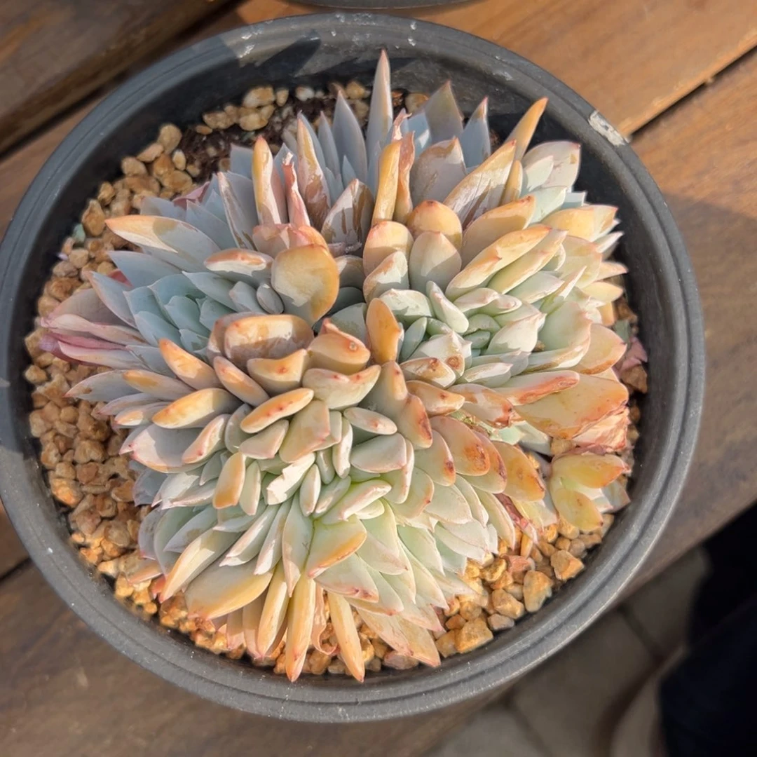 白茶缀化111111111111111