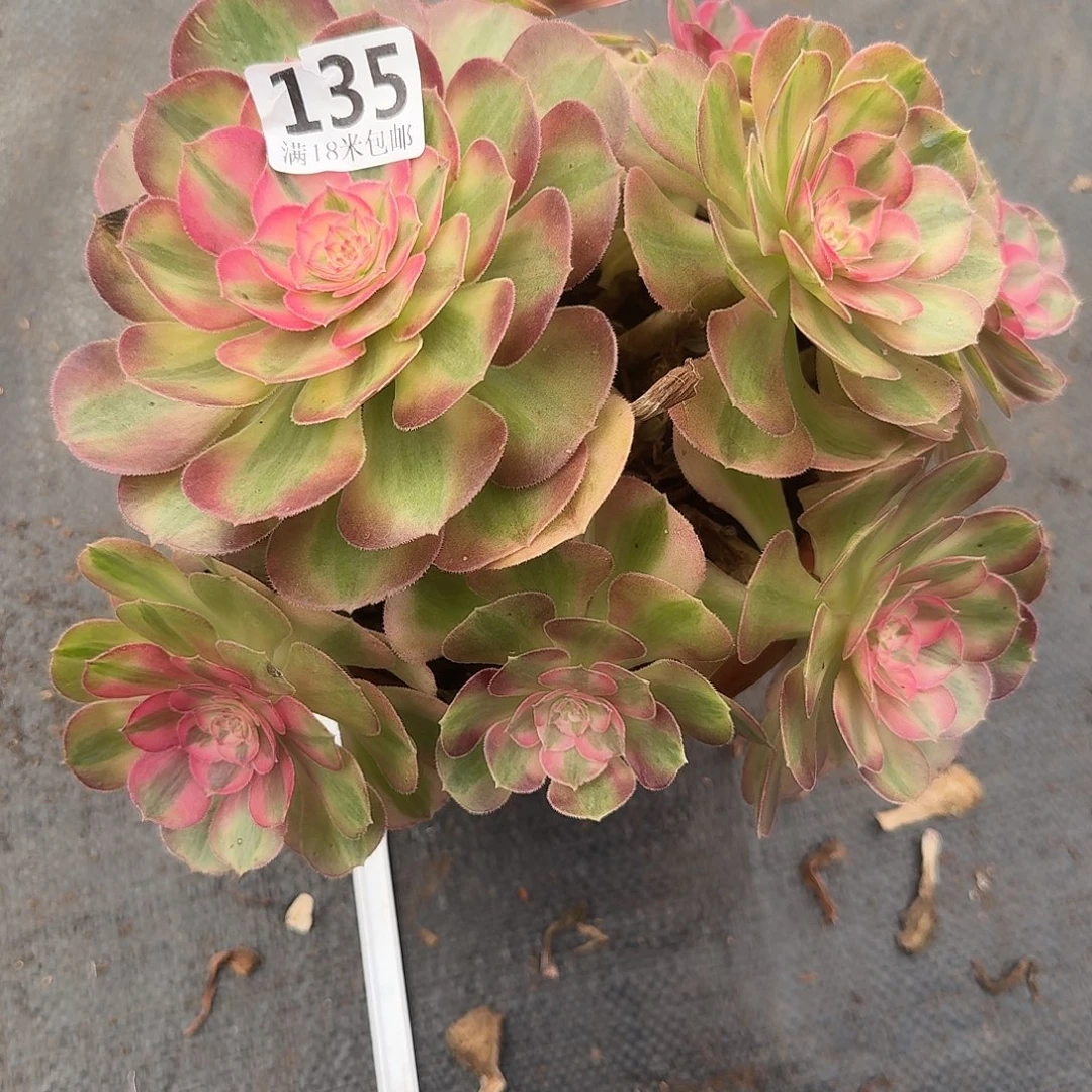 135万白小捧花有根