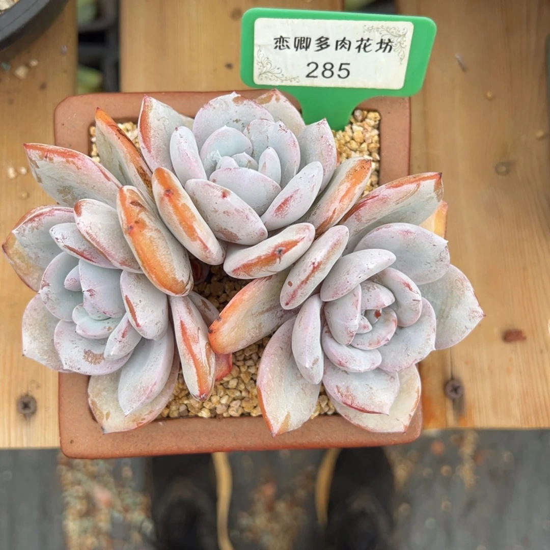 佳****285奶茶老桩多头无砍