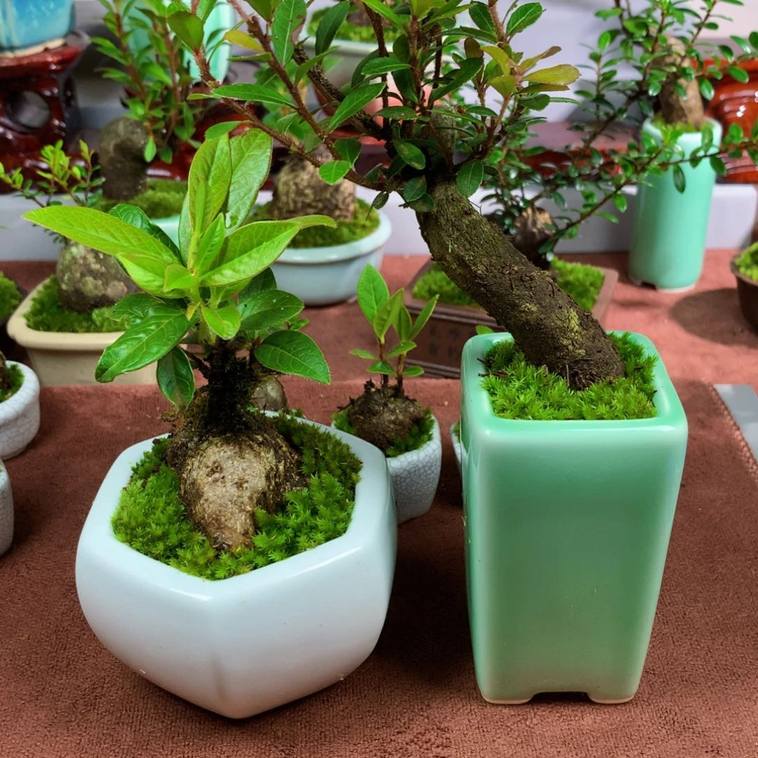 无花朵一哈打车来找她的人就