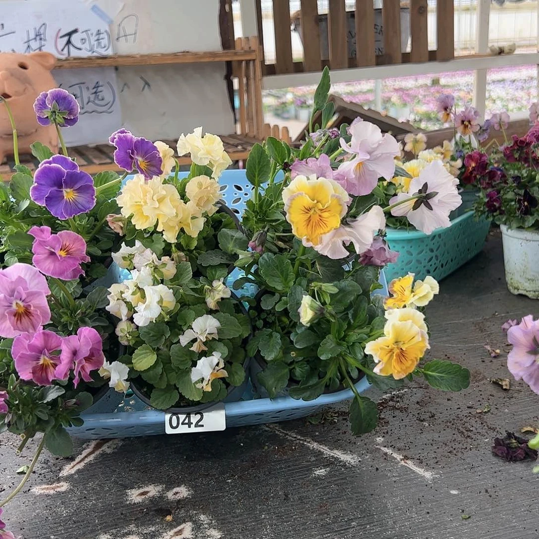 【闪购商品】042号