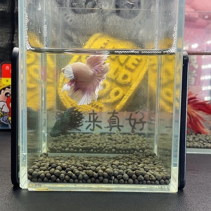 斗鱼11号927早hmpk绣球