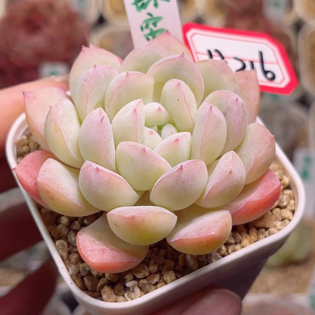 H216 锁珠帘一物一拍