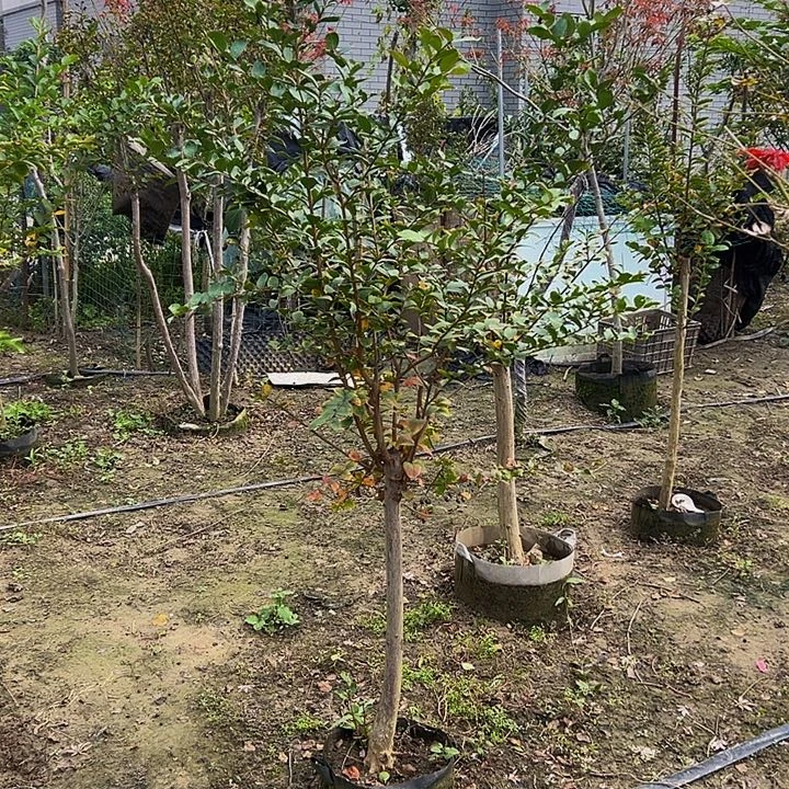 紫色紫薇地栽盆栽